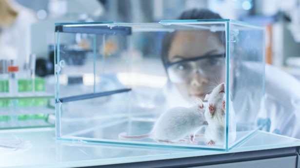 Сибирские ученые случайно вывели мышей, которые не страдают аллергией